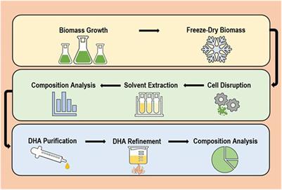 Development of sustainable downstream processing for nutritional oil production